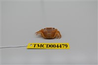 藏品(絨毛近方蟹)的圖片